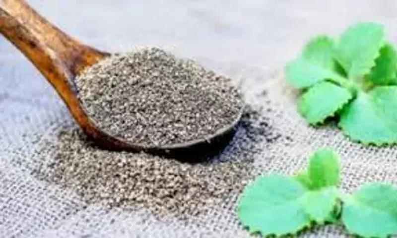 અજમાના છે અનેક ફાયદા, ગરમ પાણીમાં નાખી પીવાથી કોલેસ્ટ્રોલ અને બ્લડ પ્રેશરમાં મળે છે રાહત