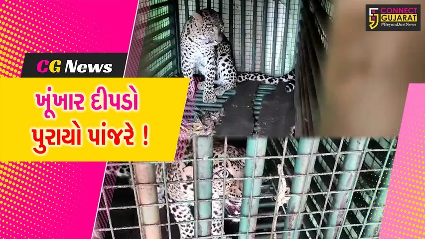 ભરૂચ: ઝઘડિયાના જુનાપરા ગામે પાંજરૂ મૂક્યાના ગણતરીના કલાકમાં જ દીપડો પાંજરે પુરાયો,જુઓ વિડીયો