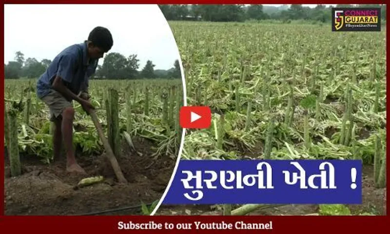 નવસારી: પ્રગતિશીલ ખેડૂતે કરી સુરણની ખેતી,જુઓ ખેતીની પદ્ધતિ