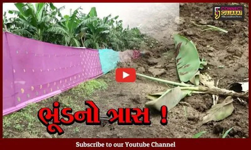છોટાઉદેપુર: ભૂંડના ત્રાસથી ખેતીમાં ભારે નુકશાની, ધરતીનો તાત મુશ્કેલીમાં