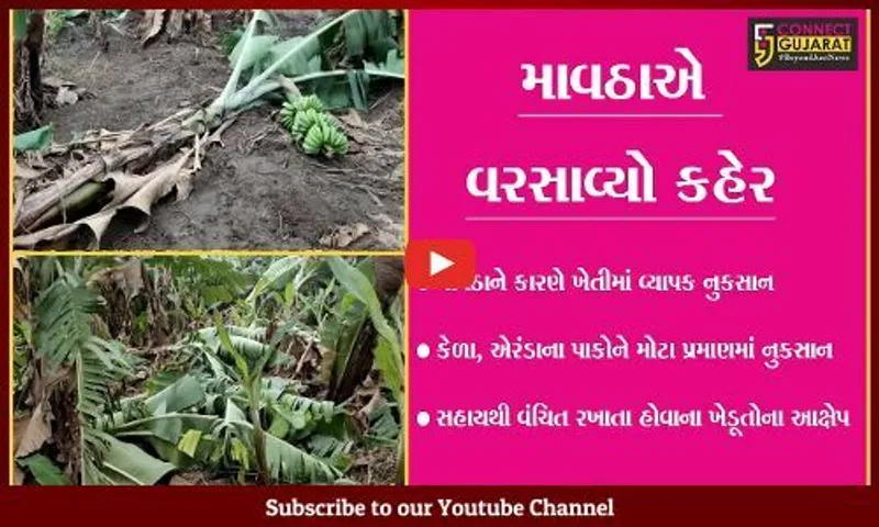 અમરેલી: કમોસમી વરસાદથી ખેતીના પાકને વ્યાપક નુકસાન, ખેડૂતો ચિંતાતુર
