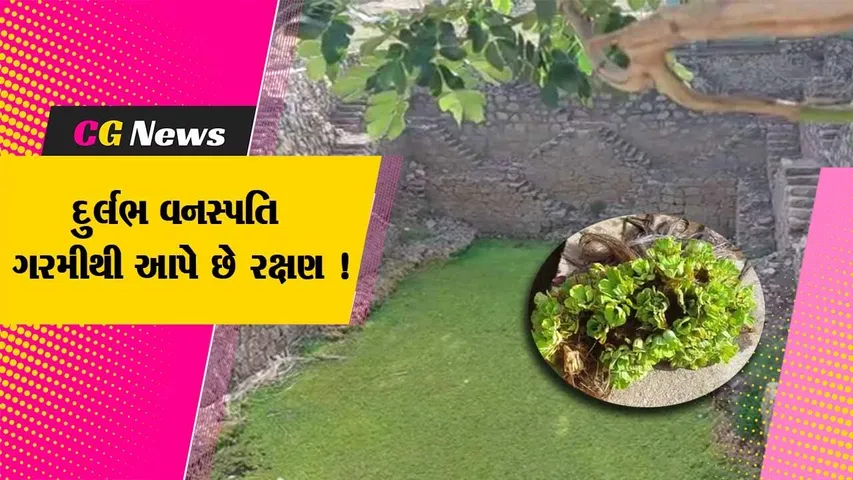 સાબરકાંઠા: ઉનાળામાં ઠંડક આપતી આ વનસ્પતિ માત્ર આ પ્રદેશમાં જ જોવા મળે છે,જુઓ શું છે વિશેષતા