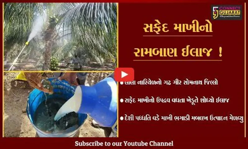 ગીર સોમનાથ: લીલા નારિયેળના પાકમાં સફેદ માખીના ઉપદ્રવનો રામબાણ ઈલાજ,જુઓ યુવાન ખેડૂતે શું કર્યું