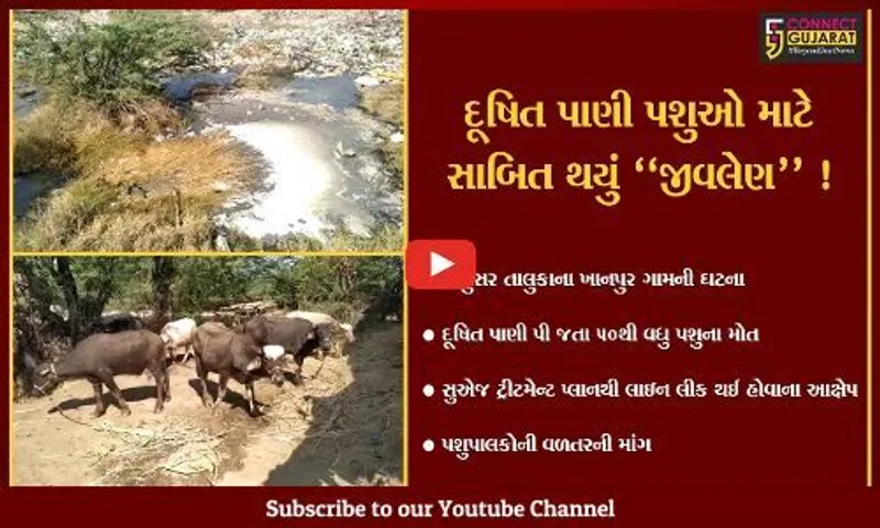 ભરૂચ: જંબુસરના ખાનપૂર ગામે 15 દિવસમાં 50થી વધુ પશુઓના મોત,જાણો શું છે કારણ