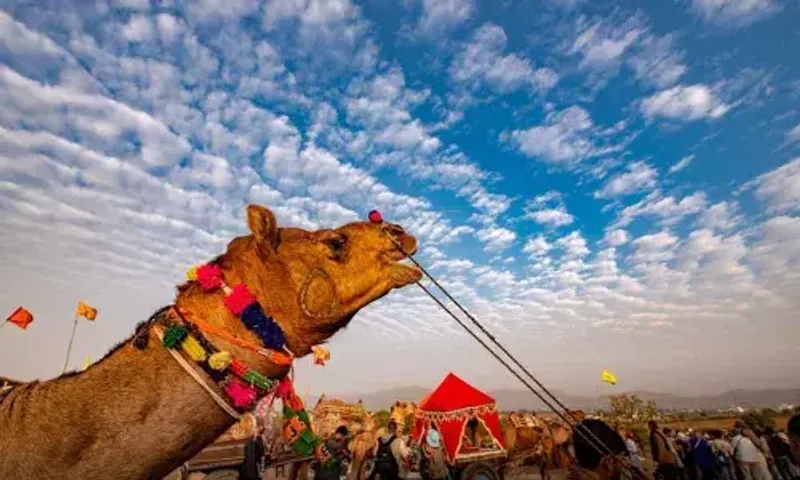 રાજસ્થાનનો બીજો સૌથી મોટો પશુ મેળાની 15 ફેબ્રુઆરીથી શરૂઆત,તો અહીં ફરવા આવવાનું આયોજન બનાવી શકો છો