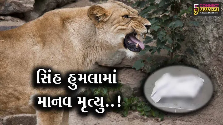 અમરેલી : હાલરિયામાં બાળકી ઉપર હુમલાની ઘટના બાદ 24 કલાકમાં જ 2 સિંહણ પાંજરે કેદ થઈ...