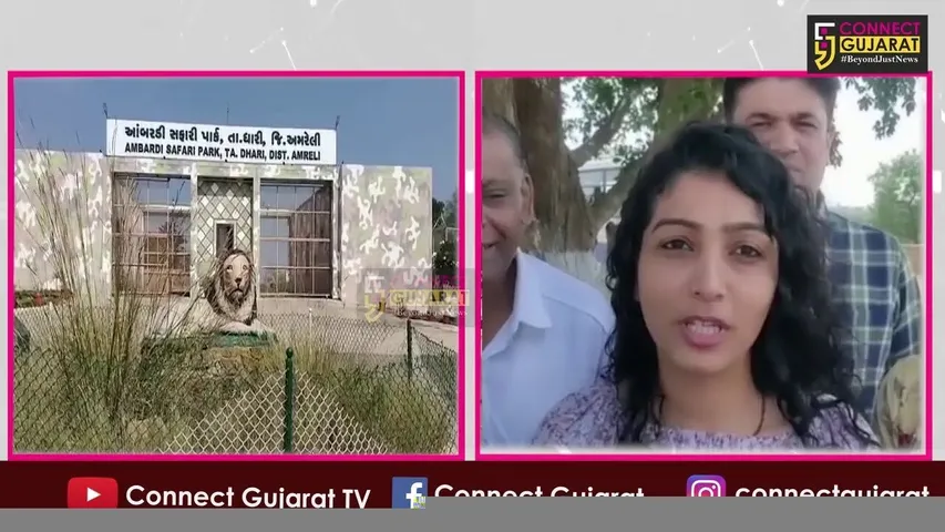 ગુજરાતની આન બાન અને શાન ગણાતા એશિયાટીક સિંહ જોવા ધારી સફારી પાર્કમાં સહેલાણીઓ ઉમટ્યા
