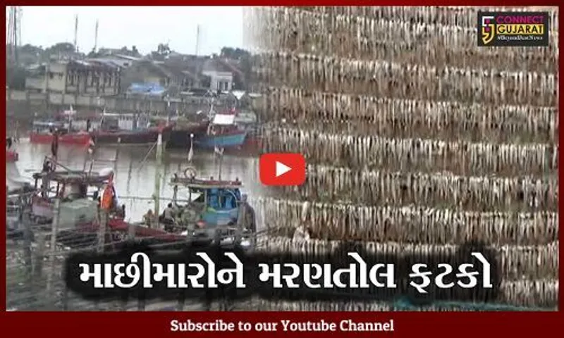 અમરેલી : સુકવેલી મચ્છીઓ પર વરસાદે ફેરવ્યું "પાણી", માછીમારોની વળતરની માંગણી