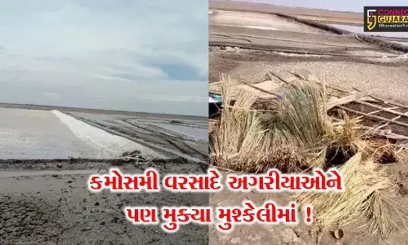 સુરેન્દ્રનગર: રણ વિસ્તારમાં કમોસમી વરસાદના કારણે મીઠાના અગરમાં ભારે નુકશાન,ભારે પવનના કારણે ઝૂપડા પણ ઉડ્યા