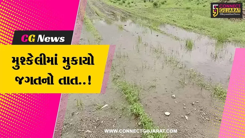 અમરેલી : અવિરત વરસાદ વચ્ચે કપાસ-મગફળી સહિતના પાકોમાં પીળાશ આવતા ખેડૂતોને “પડતાં પર પાટુ”