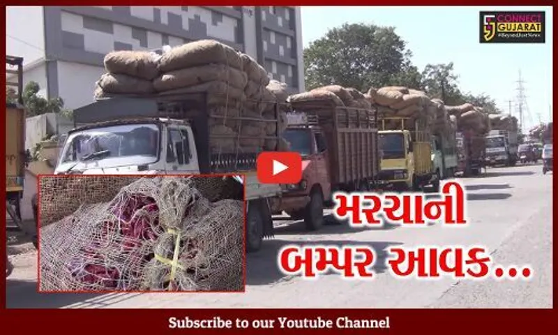 ગુજરાતમાં પ્રથમ વખત જામનગર-હાપા માર્કેટ યાર્ડમાં સૌથી વધુ મરચાનો ભાવ મળતા ખેડૂતોની લાંબી કતાર...
