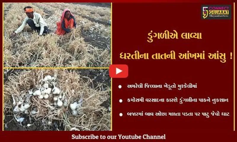 અમરેલી: ગરીબોની કસ્તુરી ડુંગળીએ જગતના તાતને રડાવ્યા,જુઓ શું છે કારણ