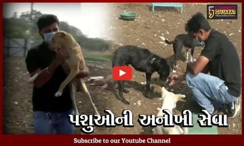 સુરેન્દ્રનગર : બેંકની નોકરી છોડી યુવાને પકડી સેવાની વાટ, અત્યાર સુધી 4 હજાર પશુઓના બચાવ્યાં જીવ
