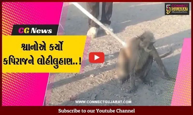 ભરૂચ : આમોદમાં 10થી વધુ શ્વાનોએ કપિરાજને કર્યો લોહીલુહાણ, વનવિભાગે કરી ઇજાગ્રસ્ત કપિરાજની સારવાર...