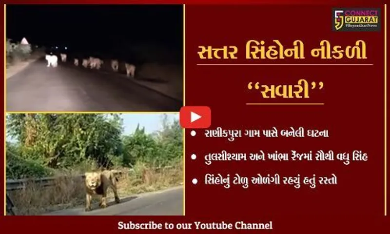 અમરેલી : રાજુલાથી ખાંભા વચ્ચે દેખાયું 17 સિંહોનું ટોળુ, આખી ઘટના કેમેરામાં કેદ