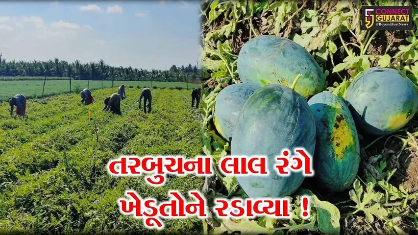 ગીરસોમનાથ:વેરાવળ તાલુકાના તરબૂચ પકાવતા ખેડૂતોના હાલ બેહાલ,જુઓ ખેડૂતોને કેમ પડી રહી છે મુશ્કેલી