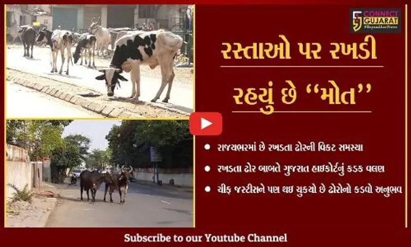અમદાવાદ : રખડતા ઢોરની સમસ્યાનો હલ કયારે ? સામાન્ય લોકો જ નહિ ચીફ જસ્ટીસને પણ કડવો અનુભવ