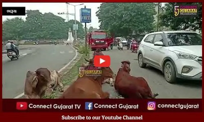 Video લ્યો બોલો ભરૂચમાં માર્ગ પરથી રખડતા ઢોર હટાવવાની કામગીરી પણ ફાયર વિભાગે કરવાની !