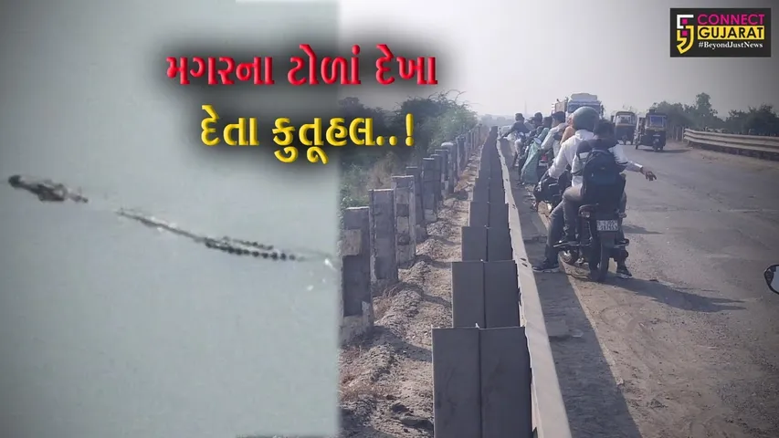 ભરૂચ : આમોદ પંથકની ઢાઢર નદીના કિનારે મગરના ટોળાં દેખા દેતા લોકોમાં કુતૂહલ...