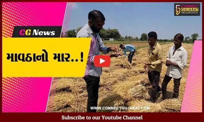 સાબરકાંઠા : માવઠાથી 50 હજાર હેક્ટર વિસ્તાર અસરગ્રસ્ત હોવાનો પ્રાથમિક અંદાજ : ખેતીવાડી વિભાગ
