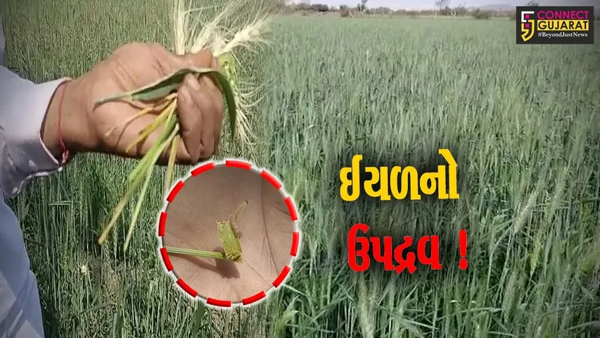 અમરેલી: ઘઉંના પાકમાં પ્રથમ વખત ઈયળ પડતા જગતના તાતના માથે આફત, ઈયળના કારણે લીલોછમ પાક સુકાઈ ગયો !