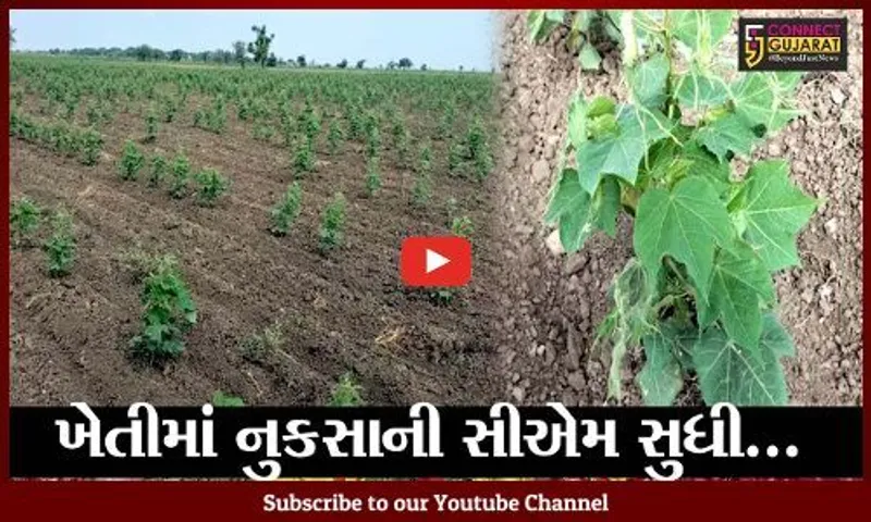 ભરૂચ : જંબુસર ધારાસભ્ય આવ્યા ખેડૂતોની વ્હારે; ખેતીમાં થયેલ નુકસાની અંગે સી.એમ.ને કરી રજૂઆત
