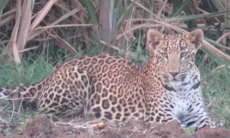 ભરૂચ : નેત્રંગના ઝરણાં ગામે લટાર મારતો દીપડો પાંજરે પુરાયો, ગ્રામજનોએ હાશકારો અનુભવ્યો...