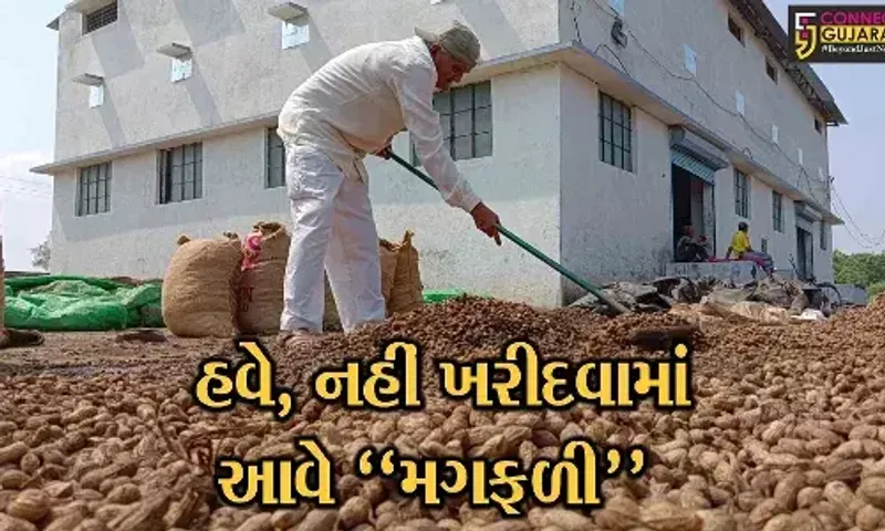 અમરેલી : સાવરકુંડલા APMCમાં વરસાદના કારણે મગફળી પલળી, વેપારીઓને મોટું નુકશાન, તો શ્રમિકો બન્યા બેકાર...