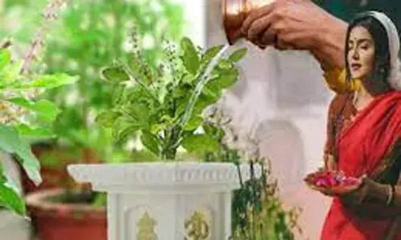 પવિત્ર માનવામાં આવતા તુલસીજીને ક્યારે અને કેવી રીતે આપવું જોઈએ જળ, જાણો સંપૂર્ણ માહિતી....
