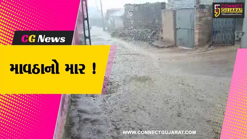 અમરેલી: ધોધમાર વરસાદ વરસતા ખેડૂતોના ઉભા પાકને વ્યાપક નુકશાન,5 મે સુધી વરસાદની આગાહી
