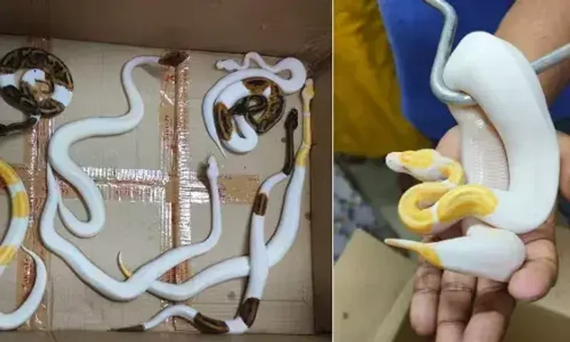 મુંબઈના છત્રપતિ શિવાજી મહારાજ ઈન્ટરનેશનલ એરપોર્ટ પરથી એક વ્યક્તિ પાસેથી નવ અજગર સહિત 11 સાપ મળી આવ્યા