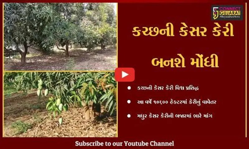 કચ્છ : કેસર કેરીની બજારમાં ભારે માંગ, આંબાનો સ્વાદ મીઠો હશે પણ દામ વધુ ચૂકવવા પડશે