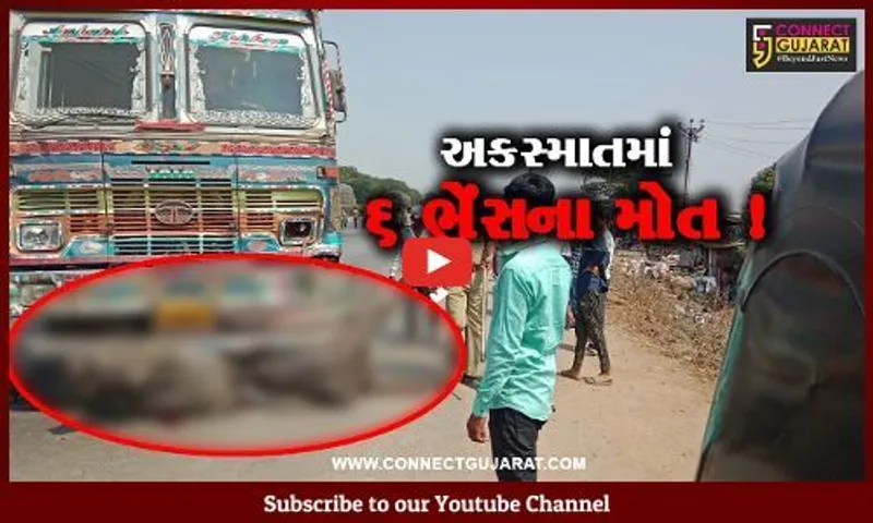 અંકલેશ્વર: નેશનલ હાઇવે પર ખરોડ ચોકડી નજીક હાઈવાની અડફેટે 6 ભેંસના મોત