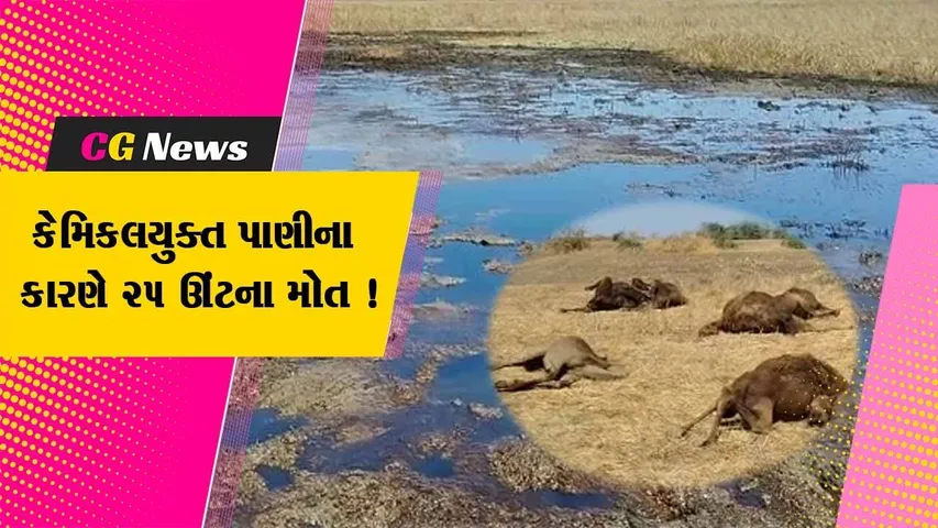 ભરૂચ: વાગરાના કરછીપૂરા ગામે કેમિકલ યુક્ત પાણી પી જતા 25 ઊંટના મોત, પશુપાલકો કલેક્ટર પાસે દોડી આવ્યા