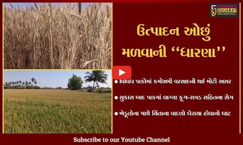 ગીર સોમનાથ : માવઠાએ બગાડી છે ખેડૂતોની દશા, સુકારા બાદ પાકમાં ફૂગ-રાત્રડ સહિતના રોગ