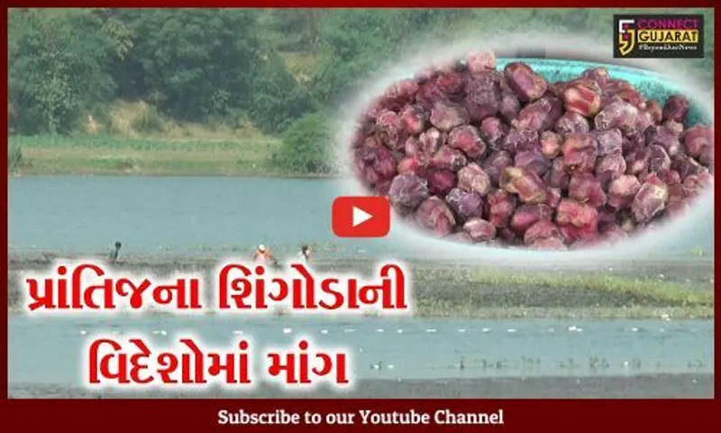 સાબરકાંઠા : દુબઈ અને અમેરિકા સહિતના દેશોમાં વધી પ્રાંતિજના દેશી શિંગોડાની માગ, જુઓ શું છે ખાસિયત..!