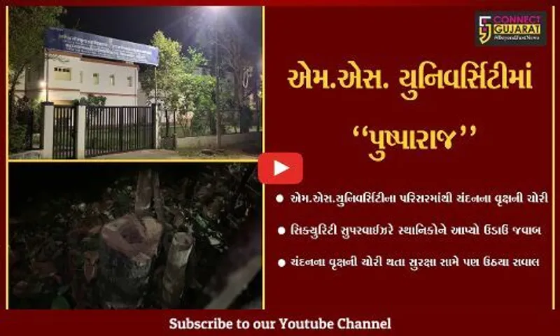 વડોદરા : હવે, એમ.એસ.યુનિવર્સિટીમાં પણ "પુષ્પારાજ", ચંદનના વૃક્ષની ચોરી મામલે સિક્યુરિટીનો ઉડાઉ જવાબ..!