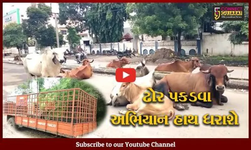 અંકલેશ્વર: GIDC વિસ્તારમાં રસ્તે રખડતા પશુના માલિકો સામે થશે કાર્યવાહી, તંત્ર દ્વારા અભિયાન શરૂ કરાશે