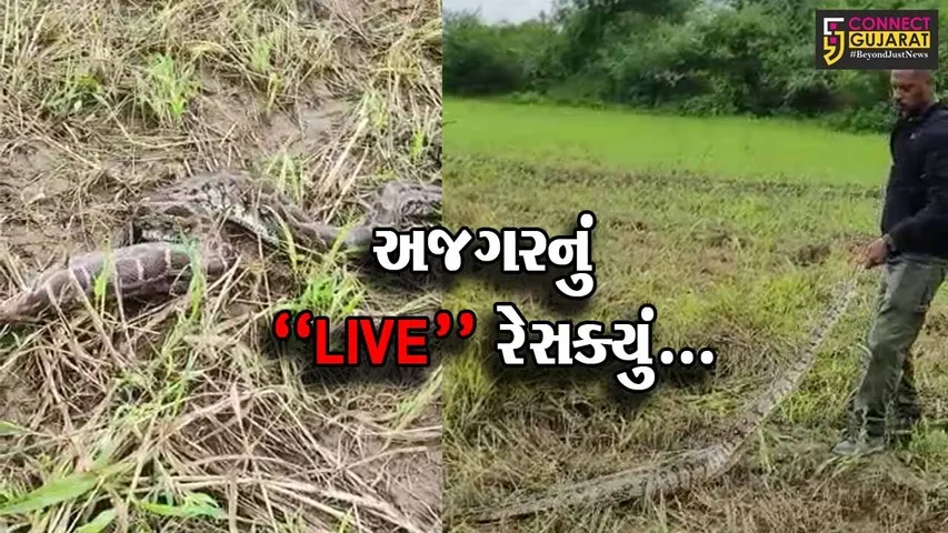 વડોદરા : ચાપડ ગામે ખેતરમાં શિકાર આરોગી બેસેલા અજગરને રેસક્યું કરાયો, ગ્રામજનોમાં ફફડાટ...