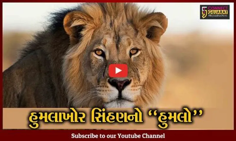 અમરેલી : સિંહણના હુમલામાં વન વિભાગના 3 કર્મચારીઓને ગંભીર ઇજા, સિંહણને પકડવા પાંજરું ગોઠવાયું