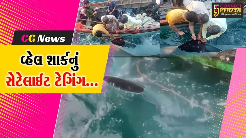 દુનિયાની સૌથી મોટી માછલી ગણાતી વ્હેલ શાર્કની તમામ ગતિવિધિઓ પર રહેશે નજર, ગીર સોમનાથ વન વિભાગે કર્યું સેટેલાઈટ ટેગિંગ