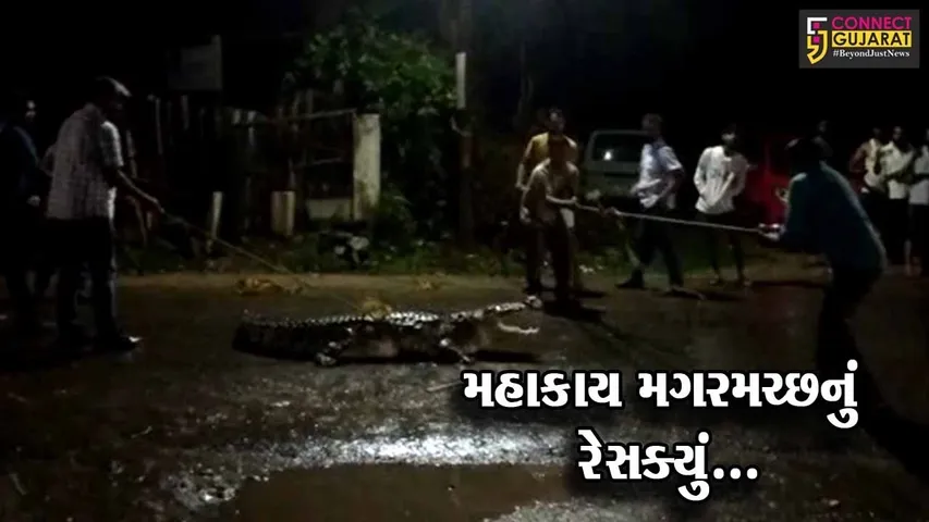 વડોદરા : મહાકાય મગરમચ્છ રોડ પર ઉતરી આવ્યો, જુઓ રેસ્ક્યુંના “LIVE” દ્રશ્યો...