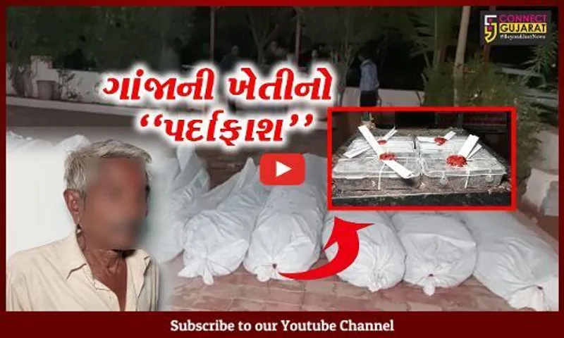 ખેડા : ભૂતિયા ગામે ગાંજાની ખેતીનો SOGએ કર્યો પર્દાફાશ, રૂ. 54 લાખથી વધુના ગાંજાનો જથ્થો જપ્ત...