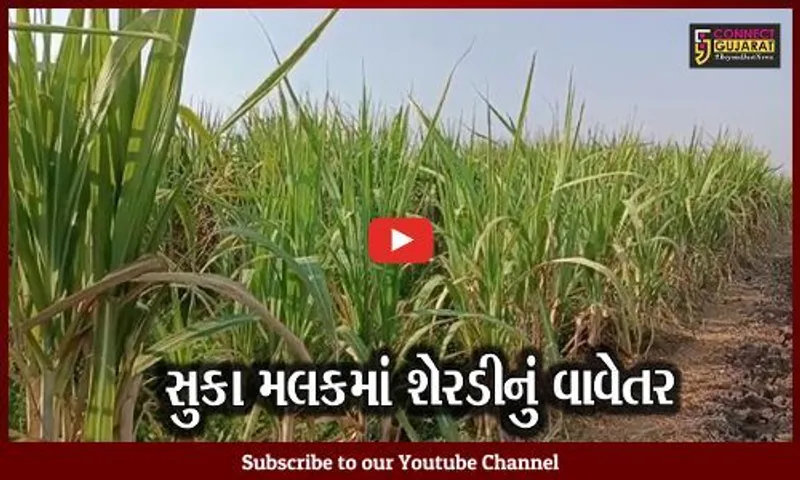 સુરેન્દ્રનગર : મહારાષ્ટ્રનો પાક ગણાતી શેરડીનું સફળ વાવેતર, અન્ય ખેડૂતોને નવી રાહ...