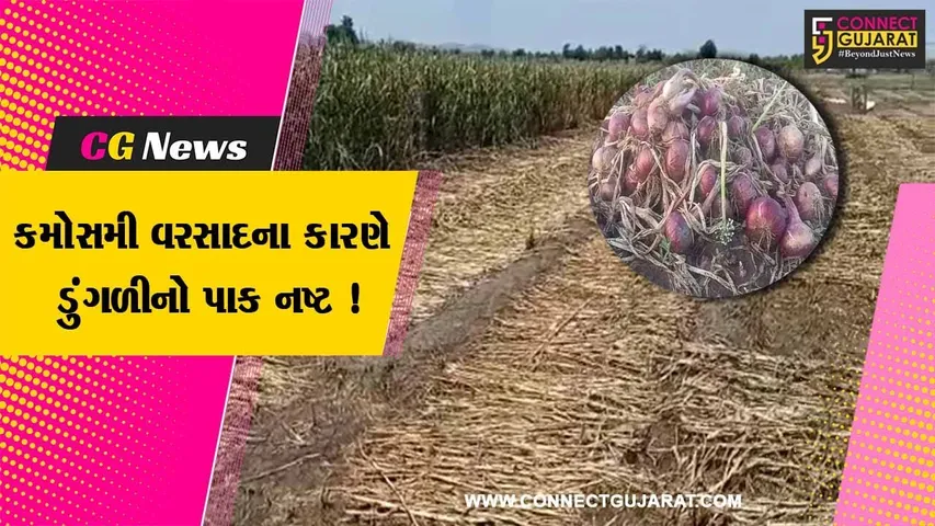 અમરેલી:કમોસમી વરસાદના કારણે ડુંગળીના પાકને વ્યાપક નુકશાન, ખેડૂતોને આવ્યો રડવાનો વારો