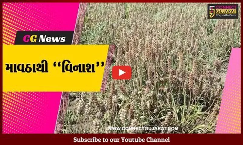 સુરેન્દ્રનગર : માવઠાથી રળોલ ગામે ઇસબગુલના પાકનો સોથ વળ્યો, રૂ. 2 કરોડથી વધુનું ખેડૂતોને નુકશાન..!