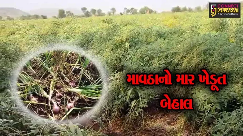 મુસીબતનું માવઠુ..! કમોસમી વરસાદે અમરેલીના ખેડૂતોની કમર તોડી નાખી, શિયાળુ પાકમાં ભારે નુકશાની થતાં ખેડૂતો સહાયની આશાએ...
