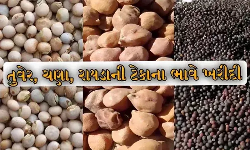 રાજ્ય સરકાર 18 માર્ચથી ટેકાના ભાવે તુવેર, ચણા અને રાયડાની ખરીદી કરશે, 437 કેન્દ્રો નક્કી કરાયા