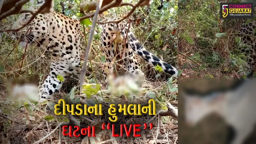 નવસારી : જલાલપોરના કરાડી ગામે દીપડાએ કર્યો બકરાઓ પર હુમલો, જુઓ “LIVE” દ્રશ્યો...