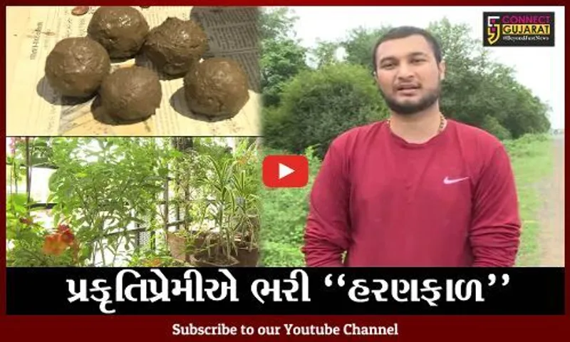 ખેડા : આયુર્વેદિક વનસ્પતિમાંથી કઠલાલના પ્રકૃતિપ્રેમીએ બનાવ્યા અનોખા "સીડ બોલ"